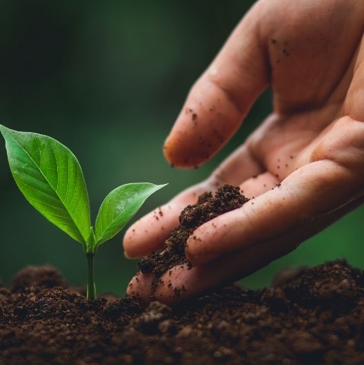 plantation arbre arbuste