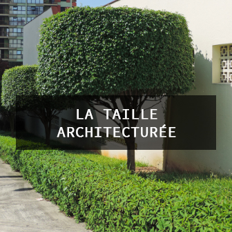 taille architecturée