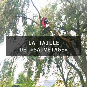 taille de sauvetage