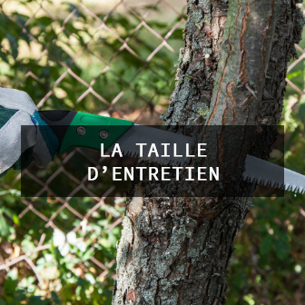 taille d'entretien