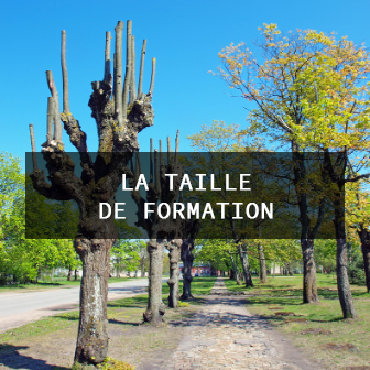 taille de formation